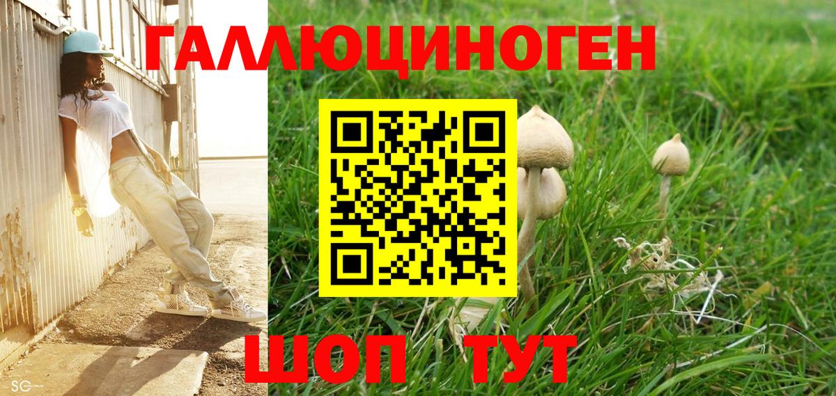 Галлюциногенные грибы Psilocybe Новоуральск